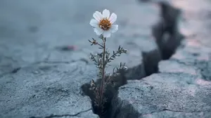 A single white flower growing through cracked ground, symbolising antifragility and strength through stress