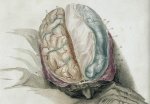 split-brain patients