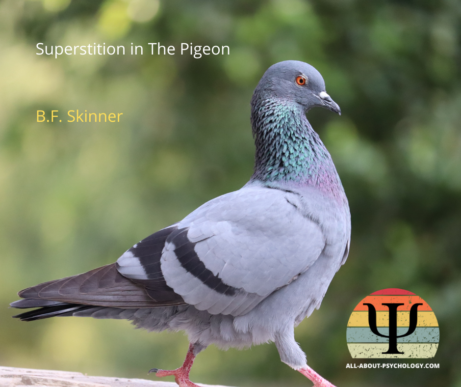 Superstition in The Pigeon Latest