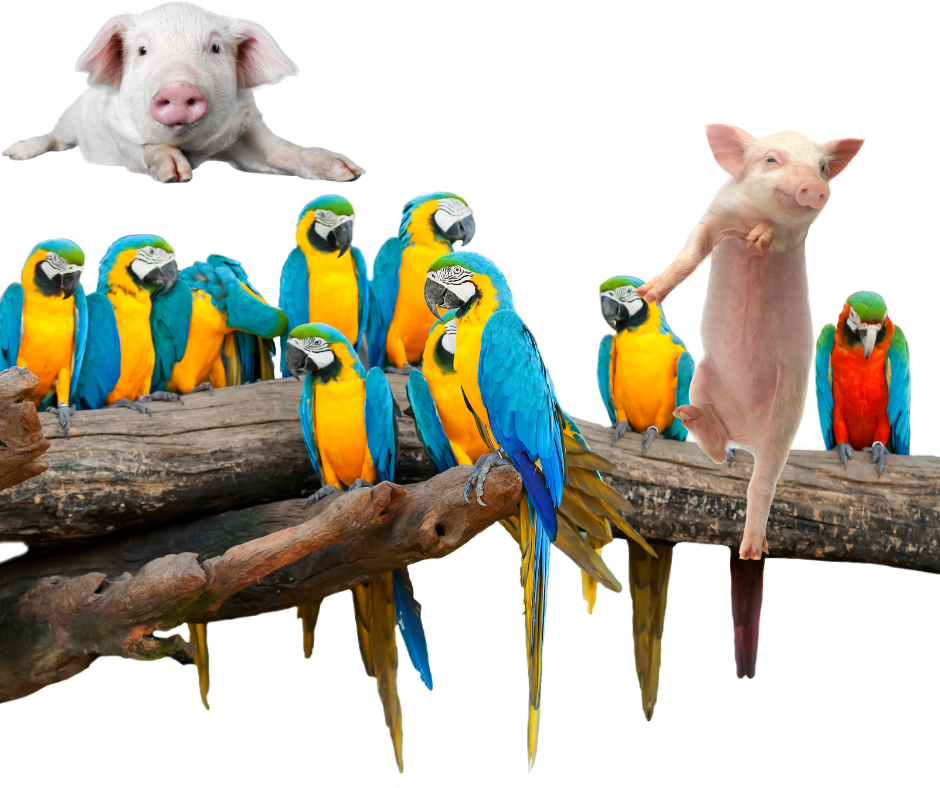 parrots and pigs