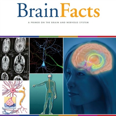 Brain Facts is a 95-page primer on the brain and nervous system.
