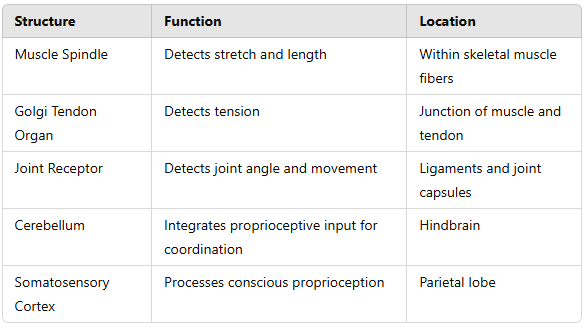Key Proprioceptive Pathways and Structures