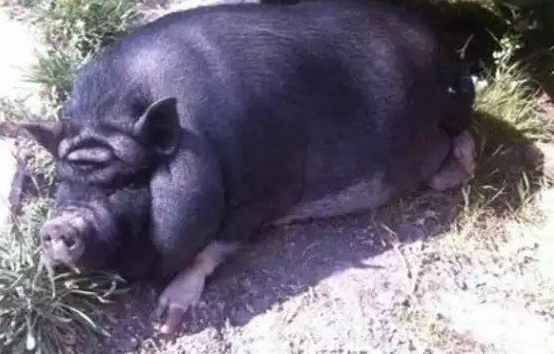 Pareidolia Yoda Pig