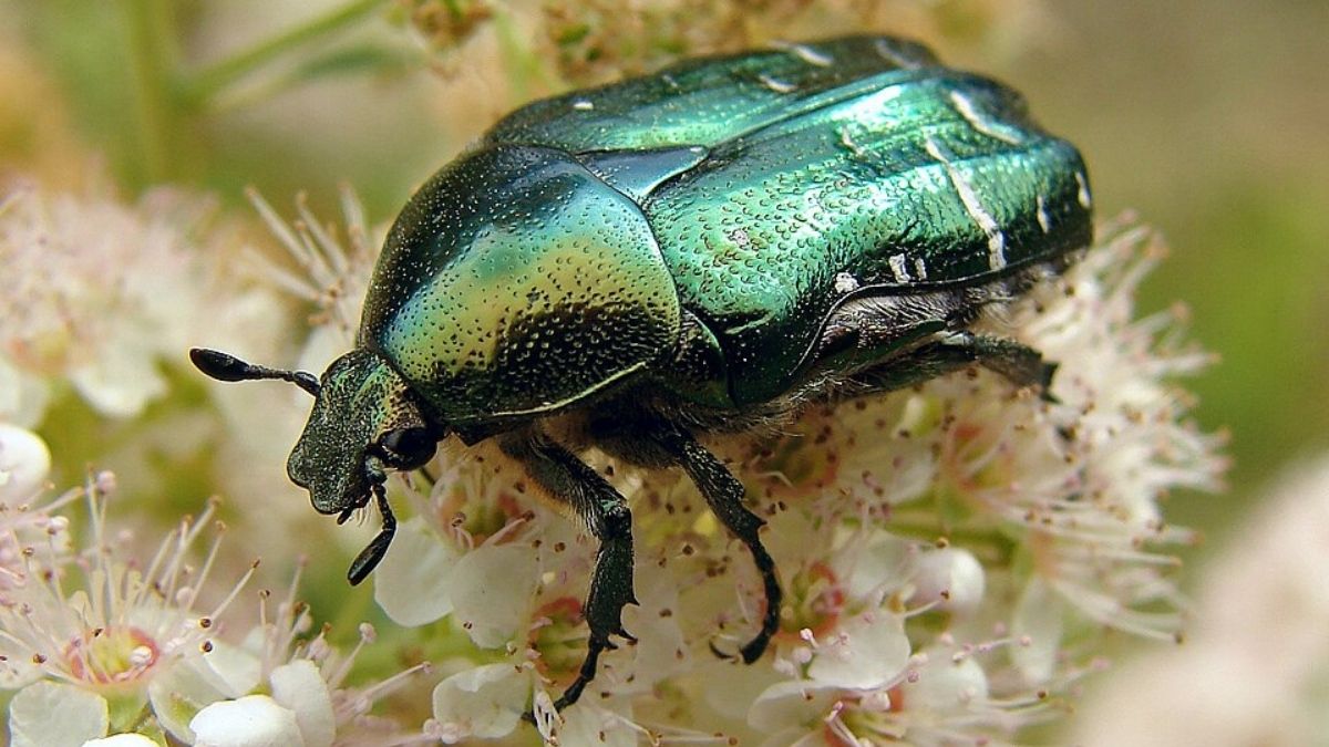 Close up of a metallic green scarab beetle on white flowers, illustrating Carl Jung’s famous synchronicity scarab case.