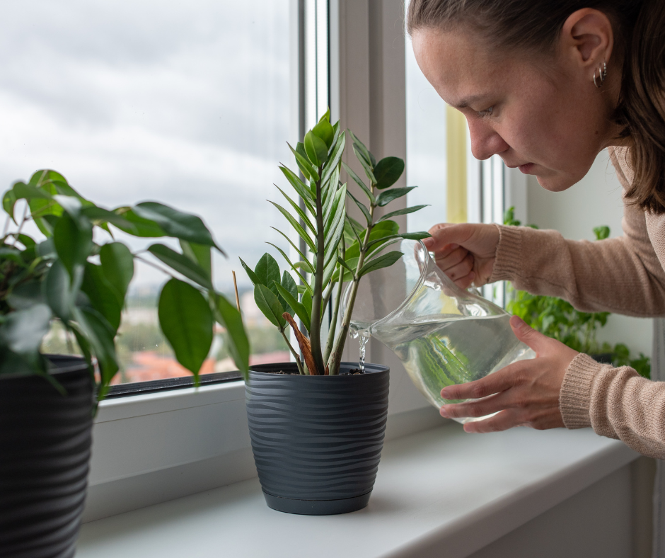 Women watering her house plants