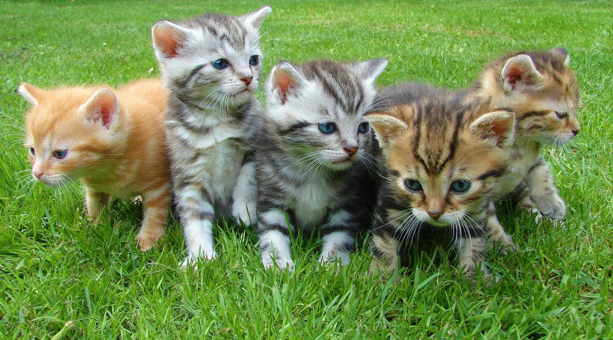Understanding The Role of Therapy Animals in Managing Mental Illness