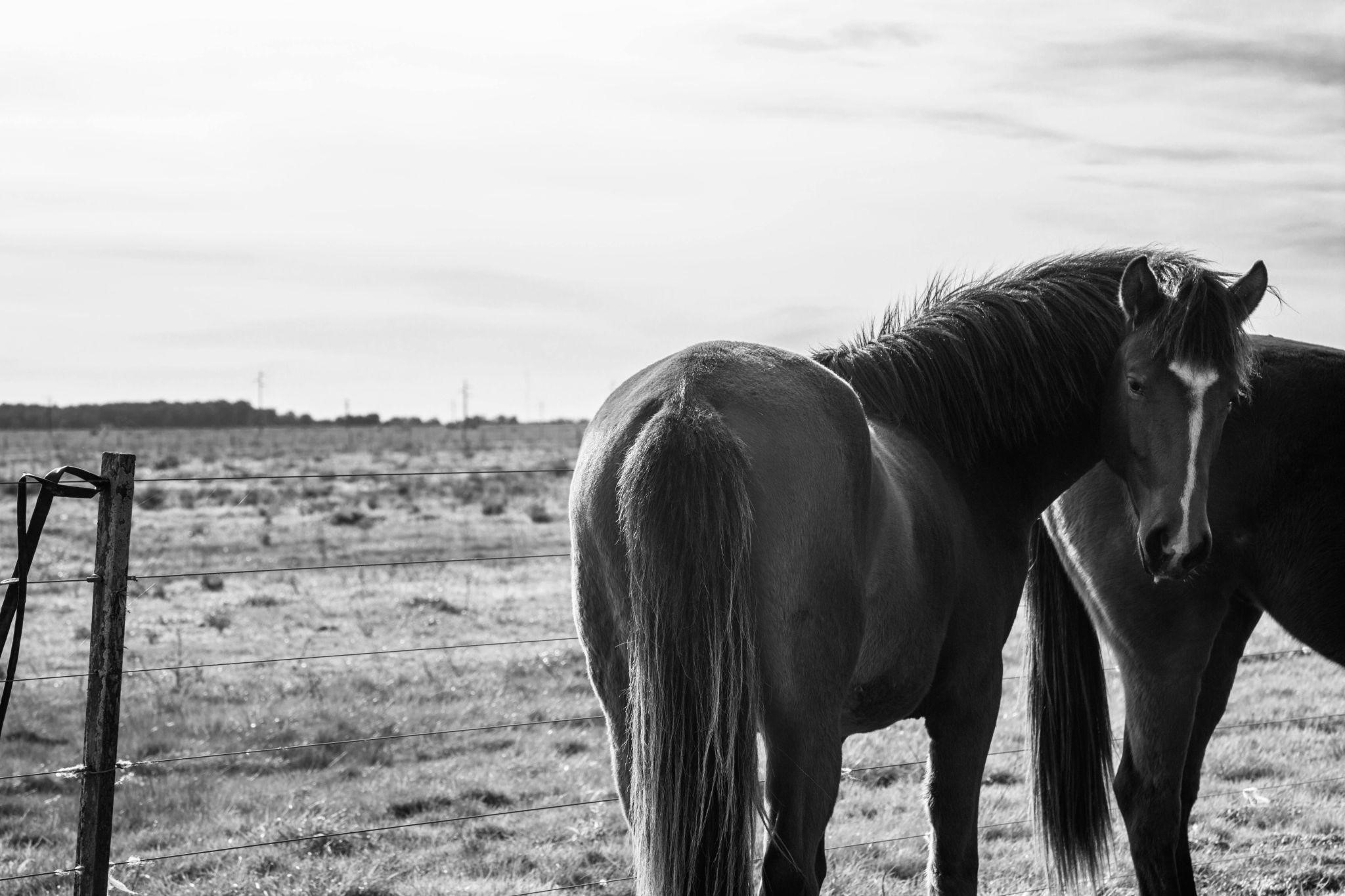 Understanding The Role of Therapy Animals in Managing Mental Illness