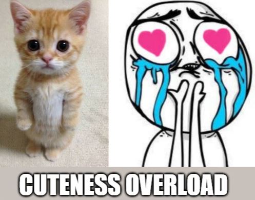 Cute aggression