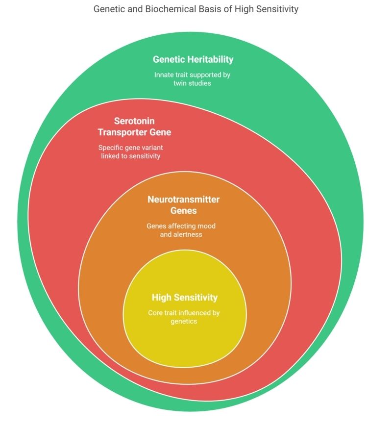 Diagram illustrating the genetic and biochemical basis of high sensitivity, including genetic heritability, serotonin transporter gene, neurotransmitter genes, and their influence on Highly Sensitive Persons (HSPs).