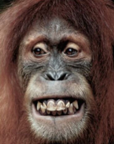 Orangutan showing a silent bared-teeth display, an evolutionary precursor to the human smile.