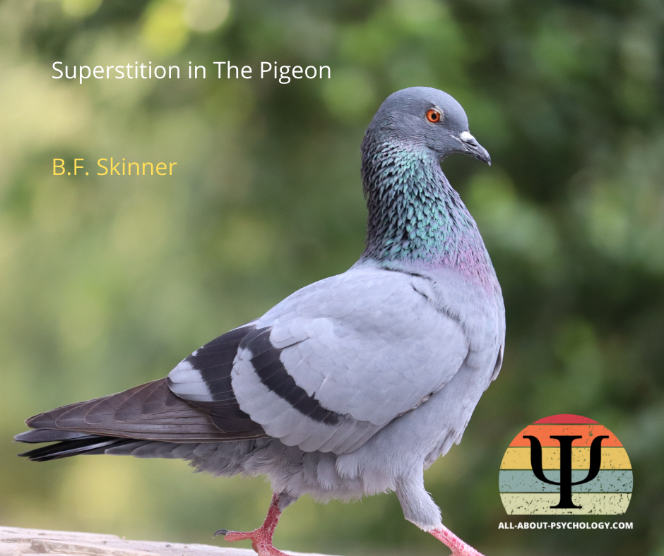 Superstition in The Pigeon by B.F. Skinner